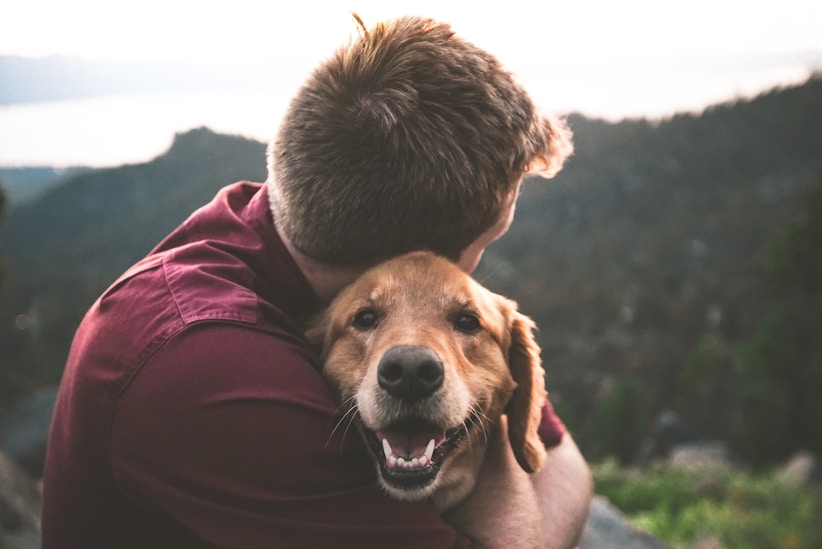Pet Insurance